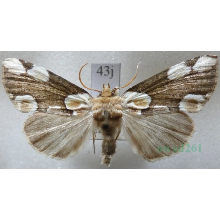 Thyatira batis (Linnaeus, 1758) Plamówka malinówka Czech43j